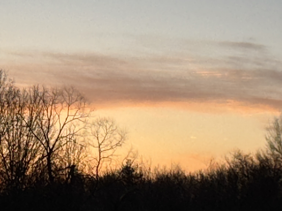 Pre-sunrise sky in bright yellows,oiranges, and blues. Bare trees silhouetted in foreground. 