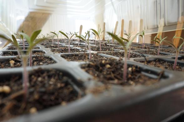 Tomatenjungpflanzen in Quickpotplatten