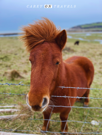 Miniature Horse along the Seven Sisters Trail