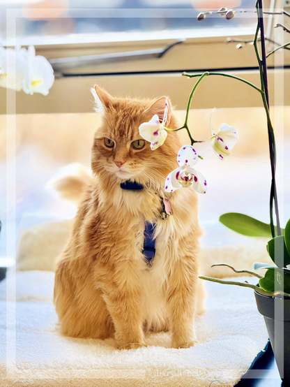 A ginger cat named Sintra the Cat is posing between white orchids 