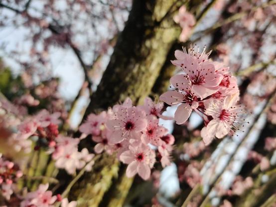 A handful of small plum blossoms, brightly greeting a new day.