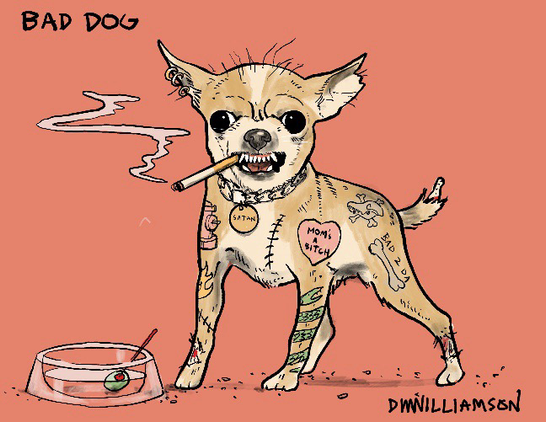 Bad dog chihuahua. Growling, smokin’, hard drinkin bad dog. 