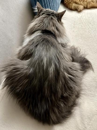 Backside of Thor, a fluffy grey and white half-Ragdoll cat lounging on a cream blanket on a grey sofa. A turquoise pillow and an orange tabby are in the background near the top of the photo. Shakira was absolutely shook by the truthfulness of these hips. 