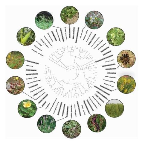 The exotic (letters with gray background) and native plant species used for this study and the phylogenetic relationships between these species and the crop Z. mays.
