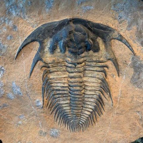 Trilobite con cefalón con dos púas (espinas genales) curvas a cada lado.