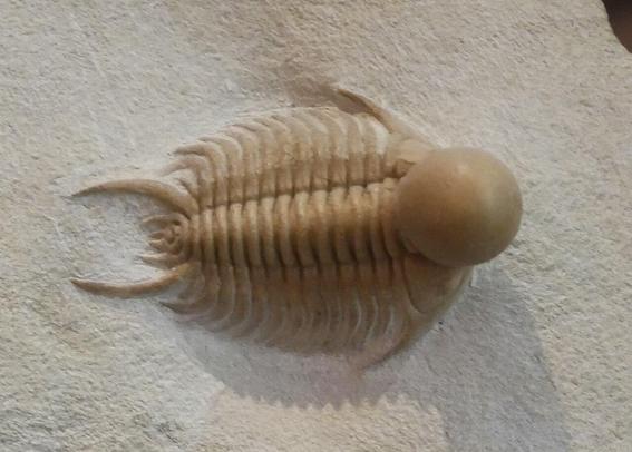 Trilobite con un bulto esférico en el cefalón.