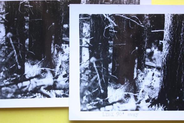 Two old photographs of a lynx or bobcat that my uncle took many years ago. Can you see him? He watched us for some time. 