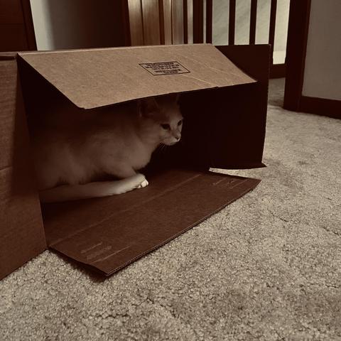 a white cat in a horizontally laying cardboard box