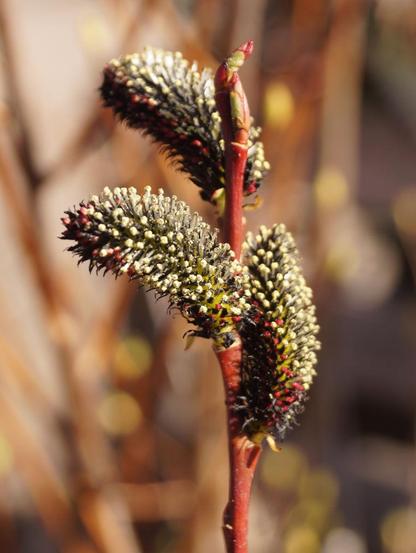 Knospen von Weidenkätzchen in rot und gelb