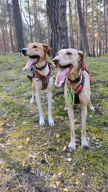 Zwei Hunde stehen nebeneinander im Wald und schauen zur Seite. Beide tragen ein Geschirr, die Zunge hängt.