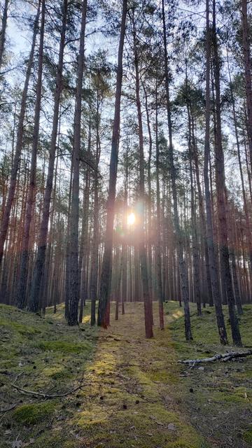 Sonnenaufgang im Kiefernwald.