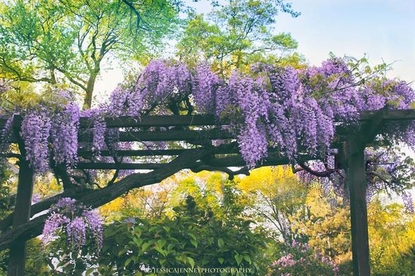 Lush wisteria blooms cascade gracefully over a wooden pergola, creating a picturesque garden scene. The vibrant purple flowers stand out against the soft backdrop of green foliage on a clear day.