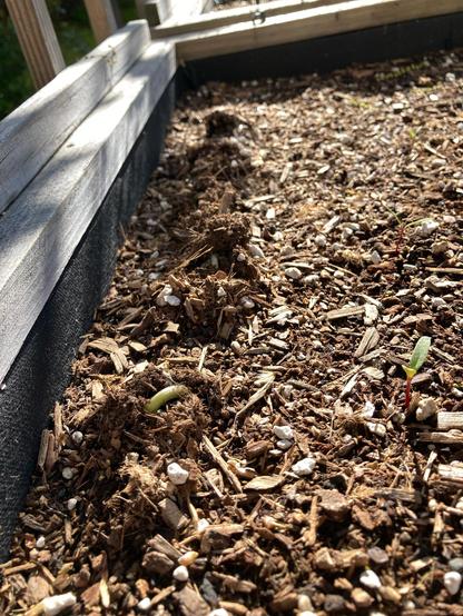 Planter box with trellis for beans. Row of seedlings just starting to push through the soil. 
