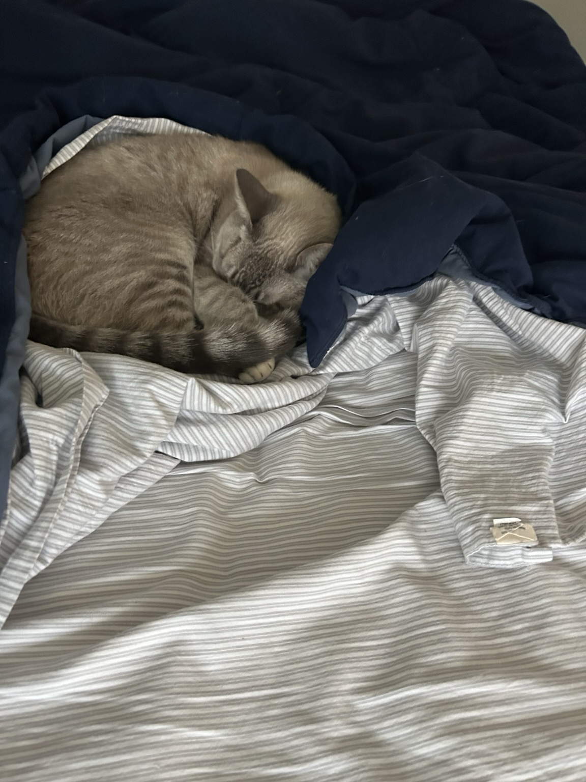 A small cat napping on a bed, surrounded by blankets, with her paw over her eyes