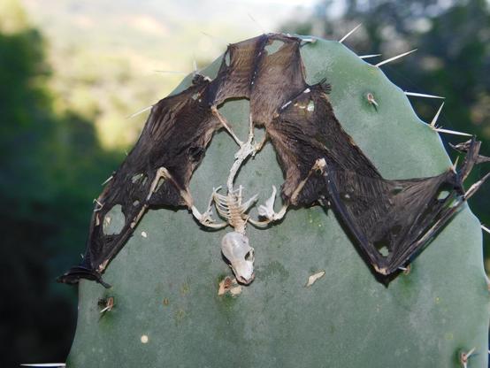 Esqueleto de murciélago cuyas membranas aún se conservan, manteniendo al cadáver clavado en las espinas de un cactus.