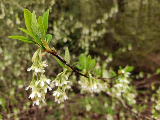A tree limb tangles a chain of clustered blossoms, soon to develop into a brush of new leaves.