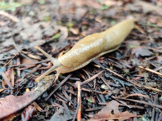 A young banana slug commuting to work. He's got places to be, eventually.