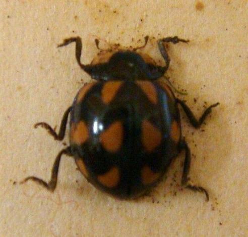  native nz ladybird