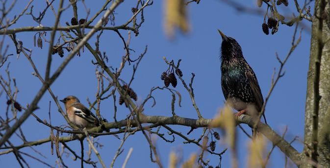 A Chaffinch (Fringilla coelebs) and a Starling (Sturnus vulgaris) are perched next to each other on a branch between some twigs.