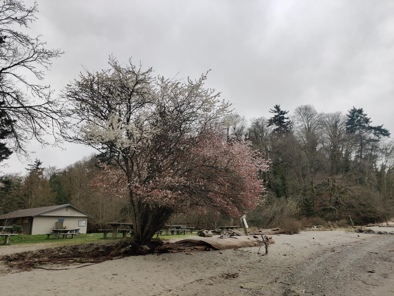 A fruit tree blooms at the edge of a beach, sporting pink and white blossoms.
