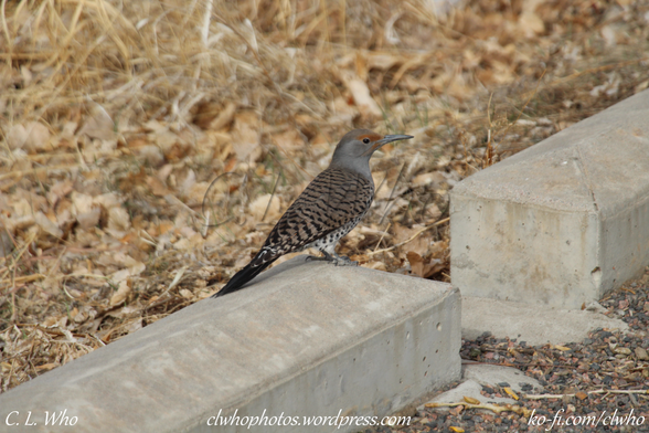 A Norther Flicker standing on a short concrete divider surrounded by brown grass.