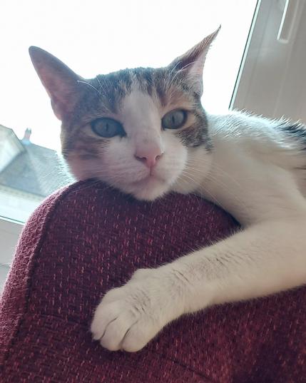 Calico lying on the back of a red armchair