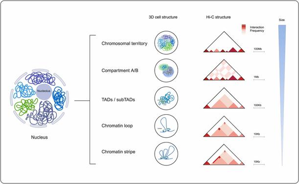 Mapping the 3D genome architecture. Computational and Structural Biotechnology Journal, DOI: https://doi.org/10.1016/j.csbj.2024.12.018