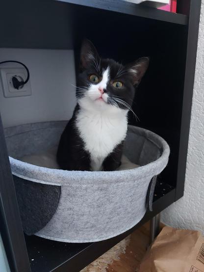 Eine kleine schwarzweiße Katze sitzt in einem Katzenkorb und schaut aufmerksam