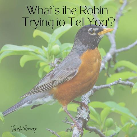 a robin