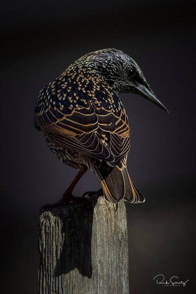 An European starling.