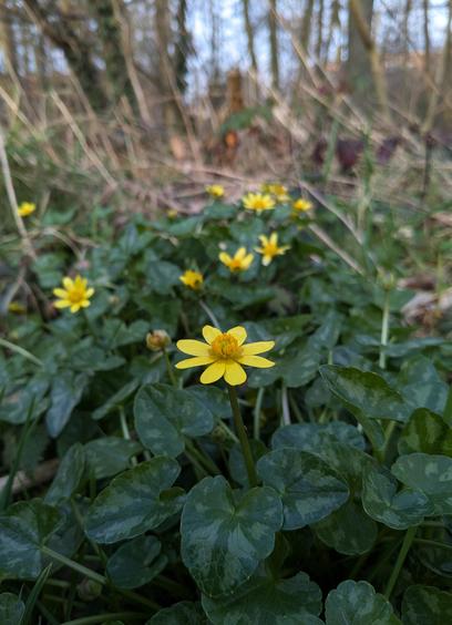 Photo d'une fleur jaune en gros plan sur fond de grosse feuilles vertes en forme de cœur, et légèrement bicolores (vert et vert argenté). La fleur a huit pétales jaunes qui font comme une assiette, avec les pistils qui font comme une petite coupe aux étamines. Quelques autres fleurs jaunes en arrière plan. Le fond de la photo est fait d'herbes et branches marron floues.