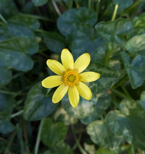 Une vue de la fleur vue du dessus, qui se détache sur le fond vert des feuilles.