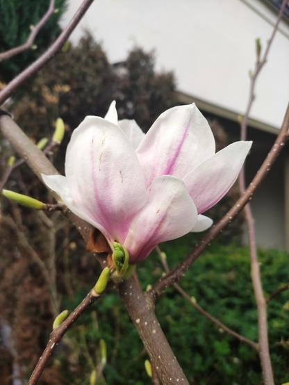 Eine weiß-rosafarbene Magnolienblüte in Großaufnahme