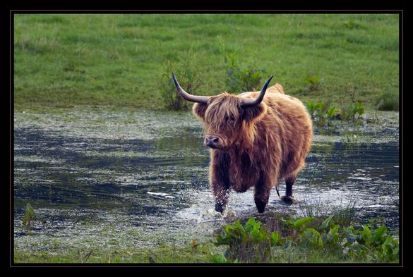 A highland cow splashes through a flooded field with lush dock leaf foliage on the side nearest the camera, she is walking almost to the dry area, just a couple of steps away, but nonetheless copious amounts of white water catch the light from her forefeet ploughing powerfully through the water which rises about one third the way up her legs. The pasture behind is predominantly grass, with some reed tussocks directly behind the highland cow, the variety of which is entirely orange in colour. The have well developed horns giving them quite a wild appearance with their thick coats of hair. 