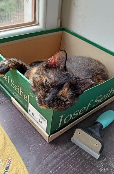 A photo of a black-and-orange cat in a box placed on a windowsill. Her head is resting against the closest (to the camera) corner of a box. She's looking lazily, with eyes half closed, in the direction of the camera. Her right front paw is hanging over the edge of the box. 