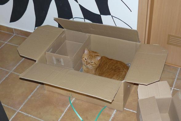 A photo of an orange British shorthair cat resting in a huge box placed on the floor of the entrance hall.There is another, smaller box, inside the big box, leaving just the right amount of space to accommodate the cat. The cat has an unconcerned look, hoping to be left alone to nap in the box.