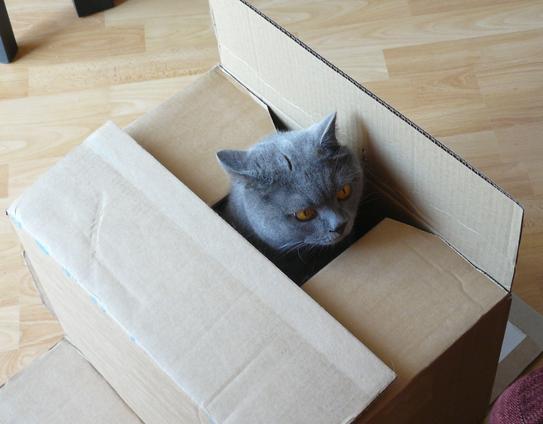 A photo of a partially closed box, placed on the floor. Both inner lids and one outer lid are closed, while the other outer lid is open. A small square is thus left for a grey British shorthair cat to stick his head out through. The cat has a slightly concerned look on his face, with one ear in a normal position (facing to the front) and the other turned to hear what's happening behind him.