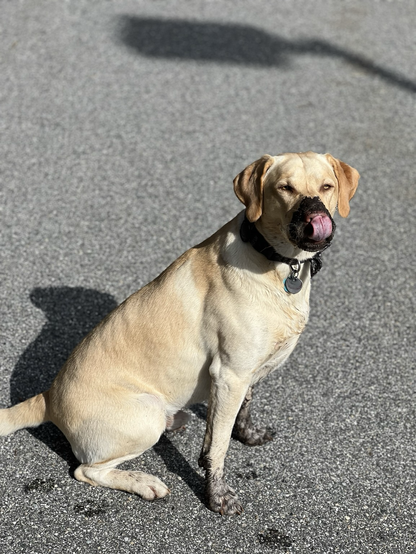 A yellow Labrador dog licks its dirty muddy nose as it faces the viewer.
