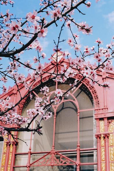Photograph of almond branches in bloom in front of the Mercat de Sant Antoni in Barcelona with a wonderful blue sky. All in soft, pastel tones, like something out of an anime.

Fotografía de unas ramas de almendro en flor frente al Mercat de Sant Antoni en Barcelona con un maravilloso cielo azul. Todo en tonos suaves y pasteles, como salido de un anime.