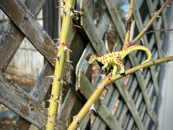 A green Dilophosaurus with brown spots carefully climbs a green rose stalk covered in very long, sharp thorns. A faded brown lattice fence is behind them with more roses climbing it. The white steel panels of a shed is in the background right. A weather worn fence can be seen on the left through the lattice work.