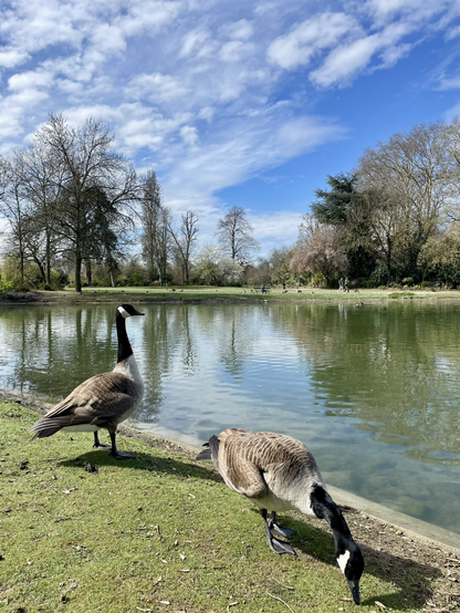 Deux oies bernaches se tiennent au bord du lac de Vincennes calme. L’une est debout, alerte, l’autre penchée, bec au sol, en train de picorer. L’eau reflète les arbres qui bordent la rive opposée, et quelques promeneurs se devinent au loin. Le ciel est bleu, animé de nuages clairs.