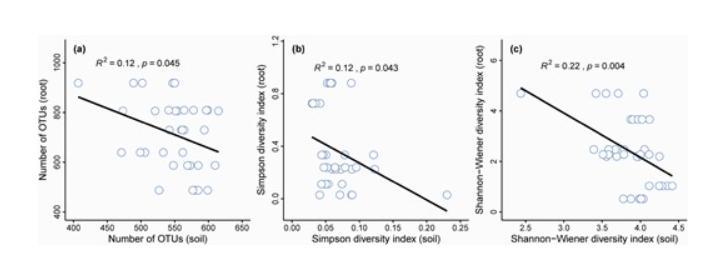 The linear correlations of fungal community diversity [(a) number of OTUs, (b) Simpson diversity, (c) Shannon-Wiener diversity] between rhizosphere and root of Galinsoga quadriradiata.