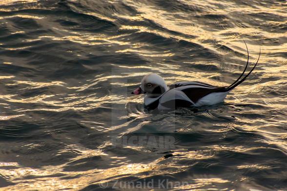Long-tailed duck in Lake Ontario during golden hour.