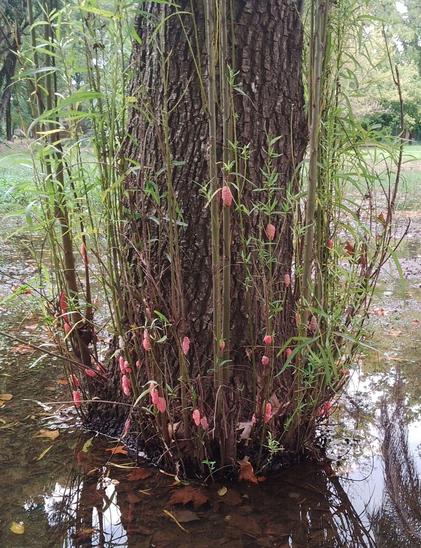 Huevos de sapo en un arbol