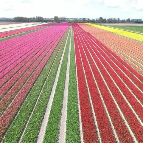 🌷🇳🇱 Tulpenblüte in Holland – Ein Farbenmeer aus Millionen Blüten!