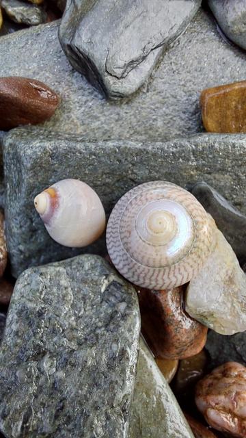 Two snail shells lying in grey stones. The one on the left is small, pointy, and pale. The one on the right is also pale, with darker red stripes connecting the swirls of the spiral of the shell.