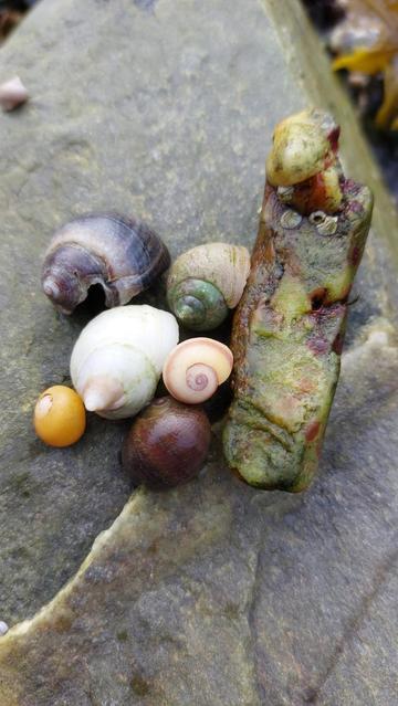 Several colourful snail shells next to an oblong green and red stone.