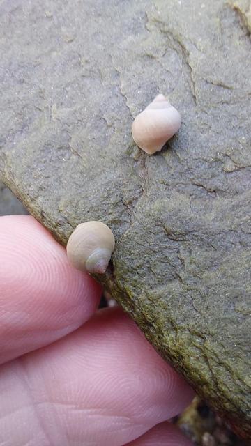 My fingers next to two of the tiniest snails! They're so small and cute and pale against the greeny grey of the stone they're attached to.