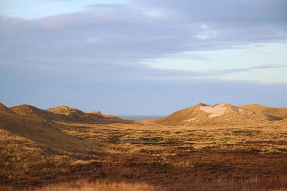 Foto einer Dünenlandschaft der Nordseeküste. Das Dünengras ist bräunlich und gelblich und kontrastiert mit dem blauen und grauen Himmel. Das Meer selbst ist erst auf den zweiten Blick zu sehen.