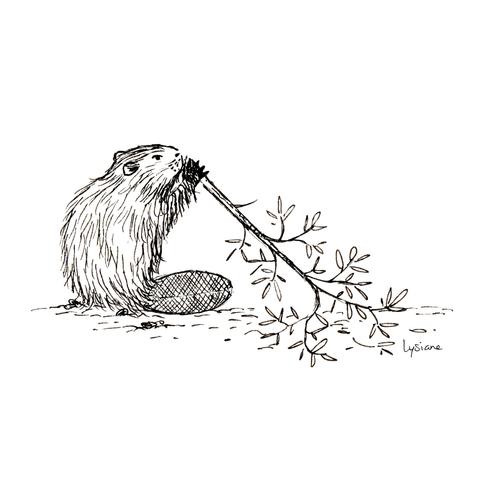 Castor, dessin à l'encre